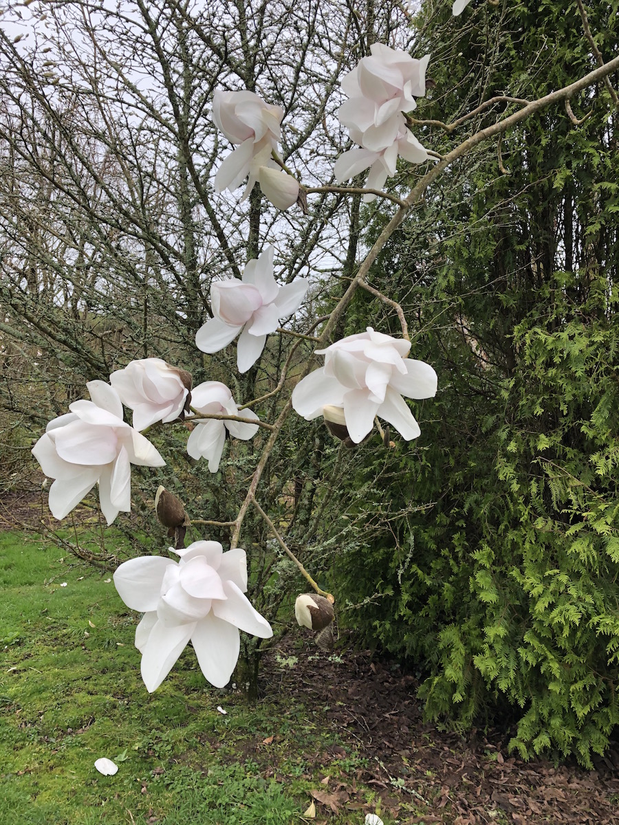 campbellii ssp mollicomata Sir Harold Hillier